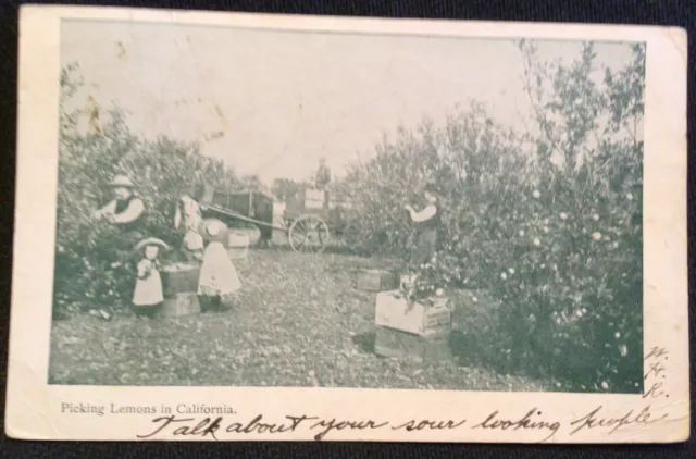 Picking Lemons in California 1906 Vintage Postcard