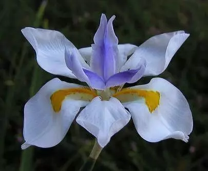 Dietes grandiflora