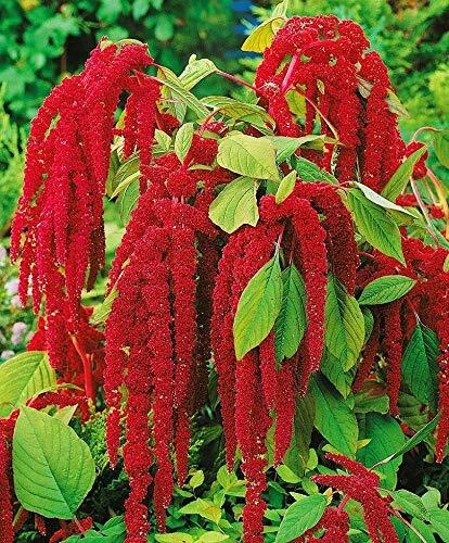 : Seeds Love-Lies-Bleeding Red Amaranth Annual Flowersn