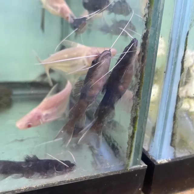 Asian redtail catfish 3” in length - Live Tropical Fish