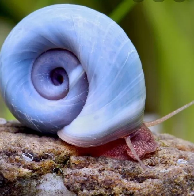 2 Rare Blue Ramshorn Snails - Aquarium Snails, Algae Eater 🐌 Beautiful Pets UK