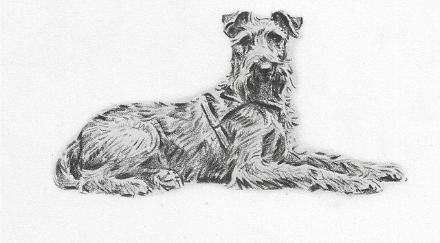 Irish Terrier - CUSTOM MATTED - Vintage Dog Art Print - 1946 Dennis 0507