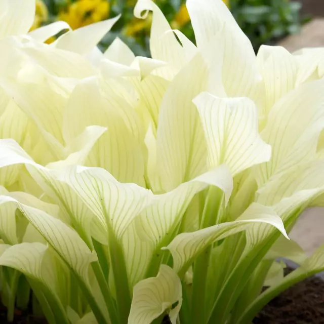 Hosta White Feather Perennial Plant in a 17cm pot