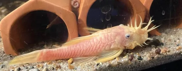 Blue Eye Lemon SF Bristlenose Pleco/1.5"-2"/2 Pack/FREE SHIPPING