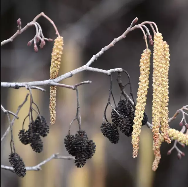 Alnus glutinosa