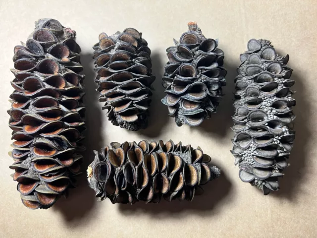 9x Australian Banksia pods (Native High Quality )