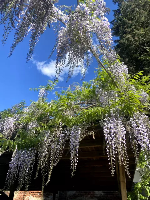 Wisteria Sinensis (Glicine) Rampicante, Pianta Facile. Spedizione Tracciata.