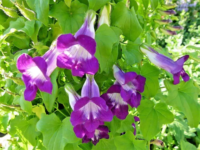 10 MIXED DRAGONSNAP VINE Asarina Scandens Climbing Snapdragon Flower Seeds