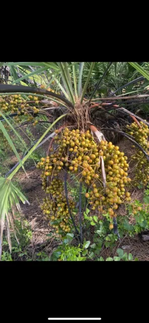 Organic Farm Fresh Whole Dried Saw Palmetto Berries 1 Pound