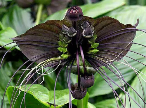 Promozione! 100Seeds / Pack Orchidea nera della tigre Fiori Semi Fiori  rossi Orchidea per il giardino : : Giardino e giardinaggio