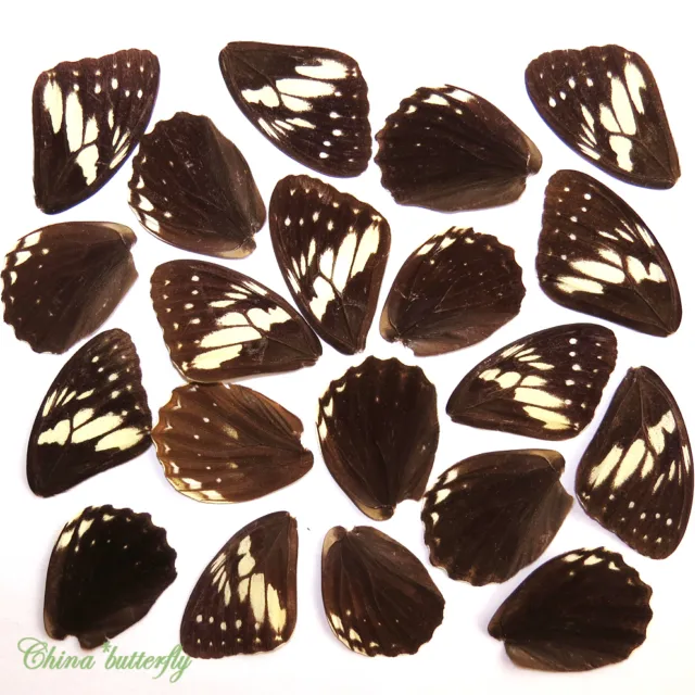 GIFT 20 pcs small  REAL BUTTERFLY wing material  DIY artwork jewelry  #15