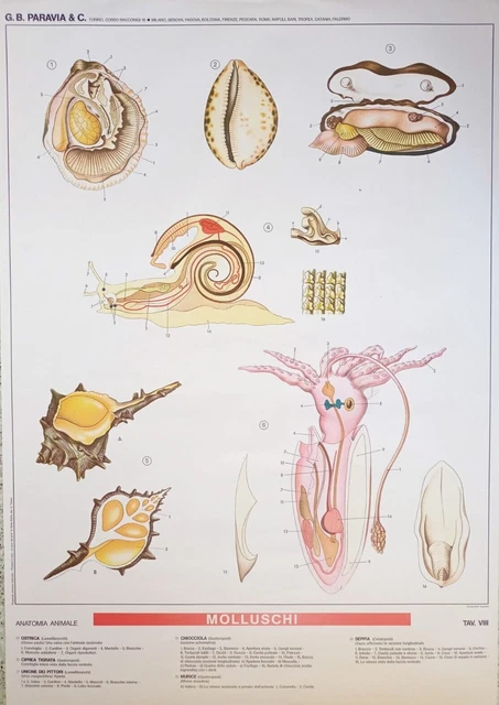 Raro Manifesto Paravia 1978 Molluschi Tav.viii