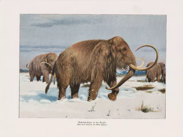 Mammut Herde in der Eiszeit Mammuthus  Farbdruck von 1912  Wilhelm Kuhnert