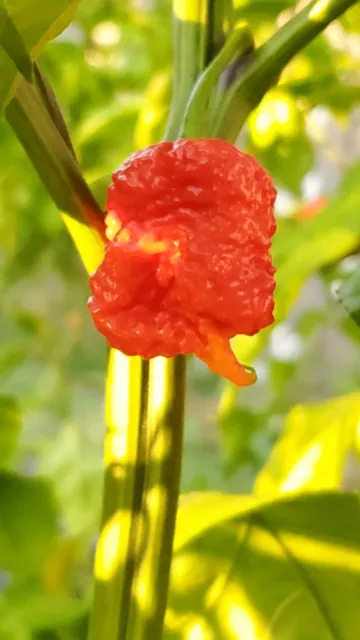 15 Carolina Reaper SEEDS Non Isolated