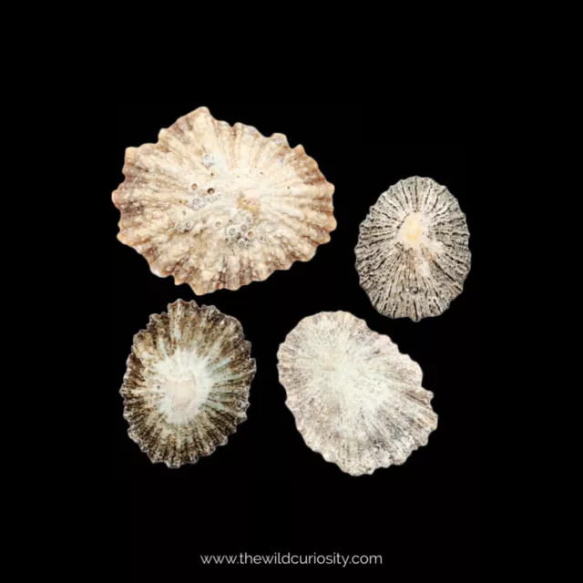 Small Limpet Shell Pack | Decorative Sea Shells | A Grade | Gastropod | Mollusc