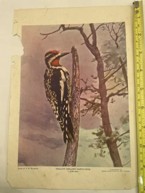 Yellow-bellied Sapsucker col. Chi. Acad. Sciences Nature Study Pub Co  1897 F2B