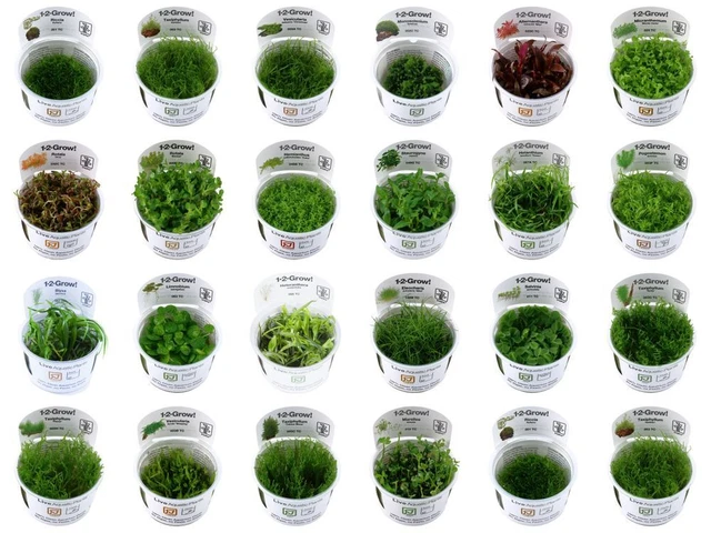Aquarium Pflanzen und Moose 1-2-Grow! In Vitro Tropica Aquascaping Dekoration