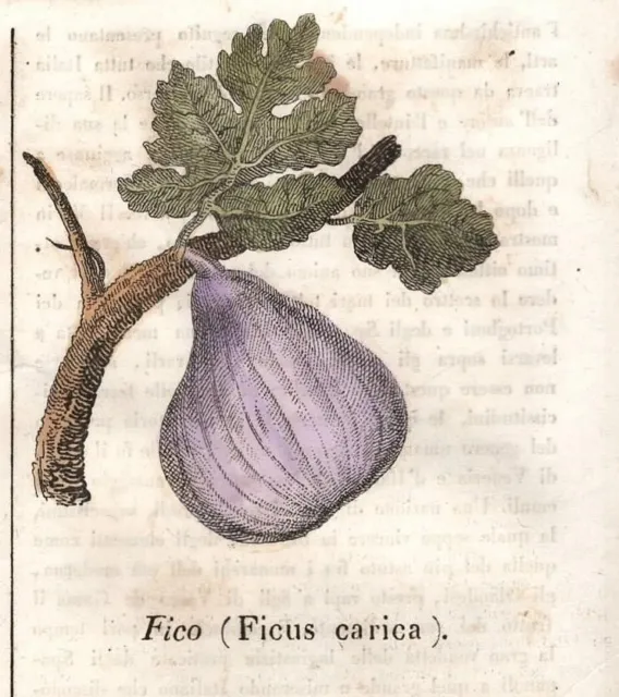 Stampa antica FICO Ficus carica frutta Cosmorama Pittorico 1837 Antique print