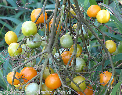 BULLS HEART Tomate Rouge Vieux Tomaten Sorte 10 Graines 