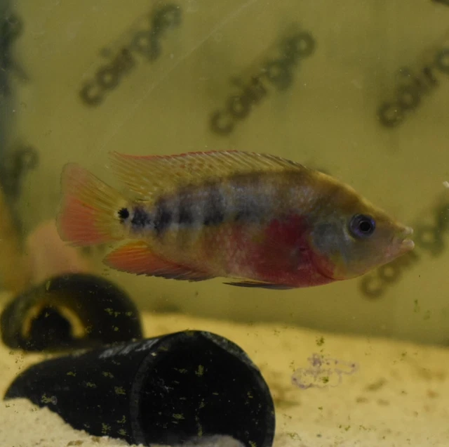 Live Trimac Cichlid (5-6" Rare Tropical Freshwater Aquarium Fish) PLS READ DESC 4
