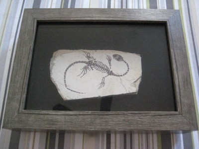 dragon dinosaur fossil
