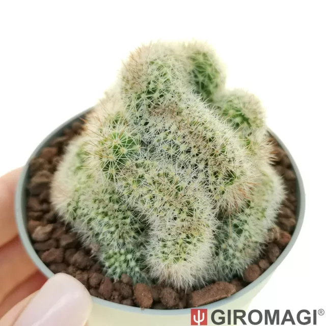 Stachelige Mammillaria f. Rubrispina Crested ""TOPFØ6,5 cm - GIRAGI Kaktus