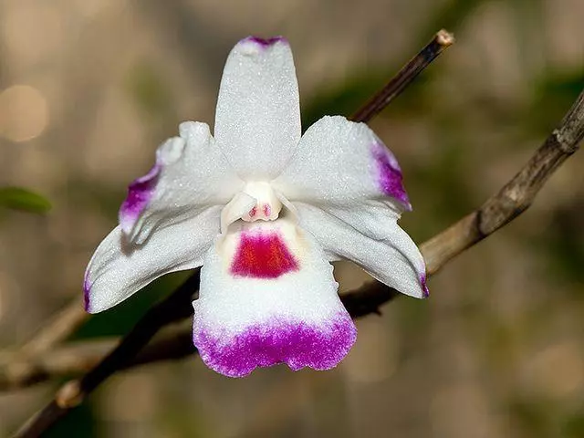 ORCHID  Dendrobium Annae - RARE SPECIES