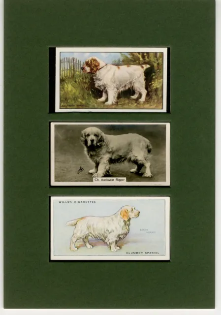Clumber Spaniel Three Vintage Dog Collectable Cards Ready Mounted Great Gift
