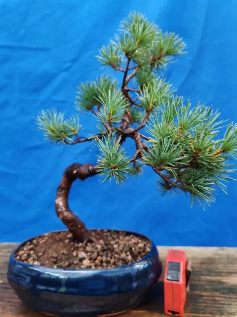 Bonsai Por pino Pentaphilla H 38 CM Visita El Tienda