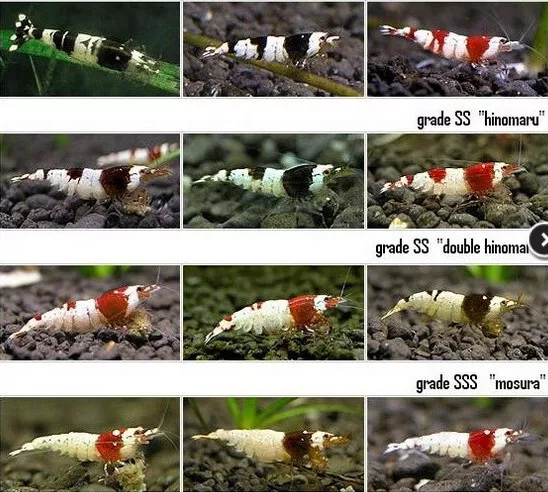 Lot de 15 Crevettes: BLACK CRYSTAL GRADE A,B,S à SS pour Aquarium Eau Douce
