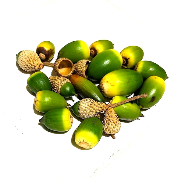 GOOD LUCK.  Authentic. Texas Live Oak Tree "Good Luck" Acorns. Fresh Harvest.
