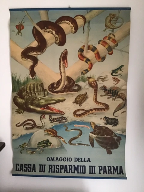 🔴POSTER DIDATTICO VALLARDI SER.EGIS⭕️scolastico ANIMALI ANFIBI RETTILI cassa