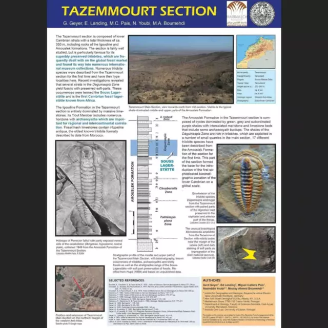 PREMIUM LOWER CAMBRIAN 23+ FOSSILS LOT Trilobites (7+)/Brachiopoda (16+).Morocco 2