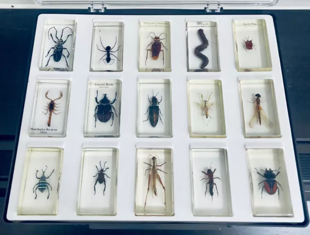 national geographic real life  bugs insects in resin