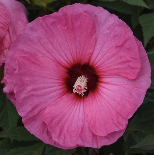 CANDY CRUSH Hardy Hibiscus -- Plant in 4.5" pot