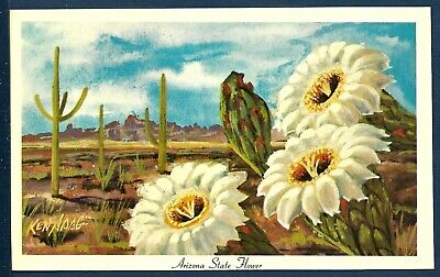 Arizona State Flower - The Saguaro Cactus Blossom