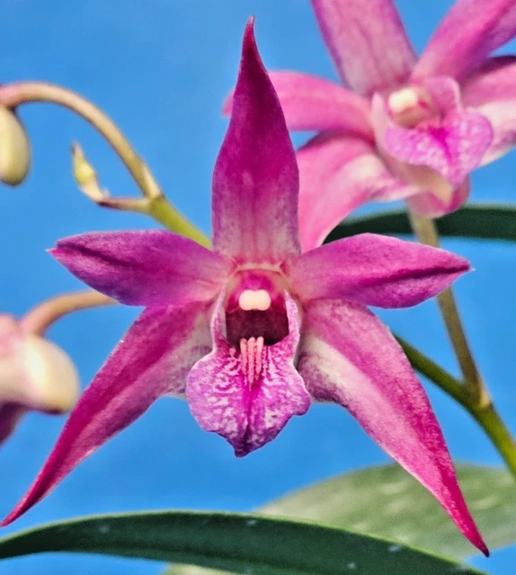 THG ORCHID DENDROBIUM Pee Wee X Victorian Bride SFFT Est in a 10cm