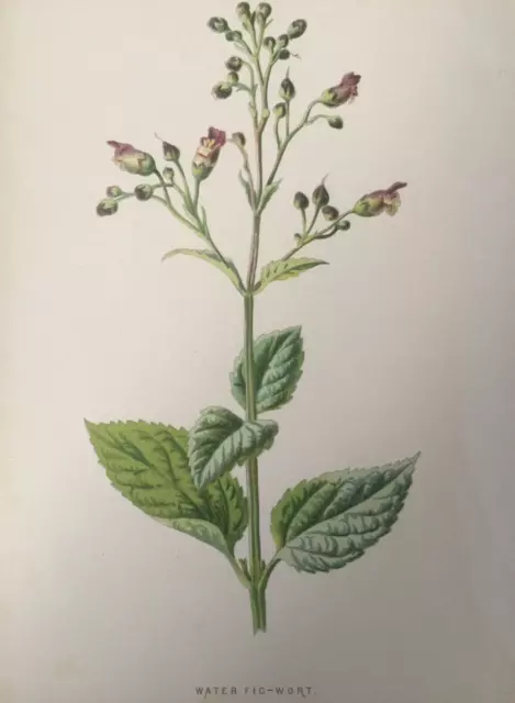 Antique Print Water Fig-Wort Wild Flower Dated 1892 Botany Garden Flowers