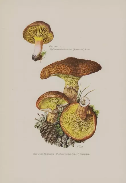 Hohlfuß-Röhrling Suillus cavipes Goldblatt  Farbdruck Pilze Mykologie 1965