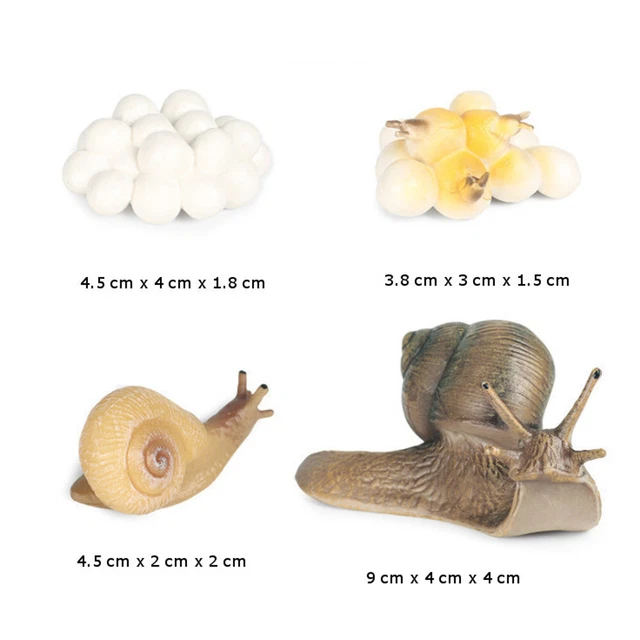 MODELS OF SNAIL Life Cycle - MONTESSORI BIOLOGY / ZOOLOGY MATERIALS EUR ...