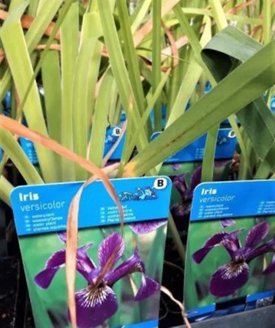 Planta Natural Lirio de agua. Iris versicolor. Exterior. 20 - 30cm