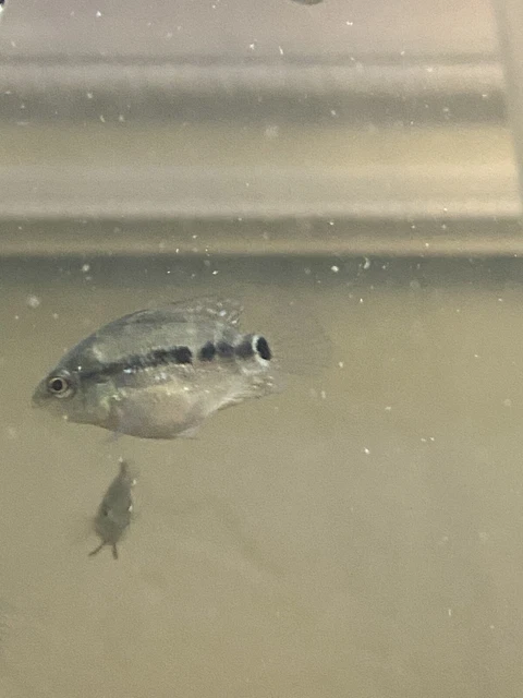 FLOWERHORN CICHLID 1” Bonsai Flowerhorn F Mixed With Regular Texas Cichlid M 6