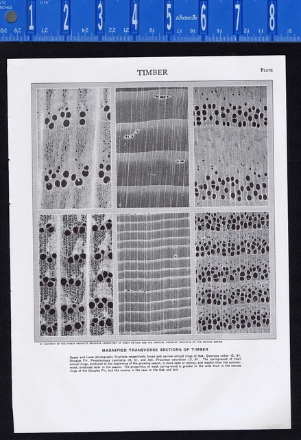 Tree Transverse Section TREES: MAGNIFIED TRANSVERSE Sections of Timber - 1950s Science Print £ ...
