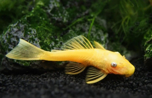 3 Pack L144 Blue Eye Lemon Bristlenose Pleco 1”