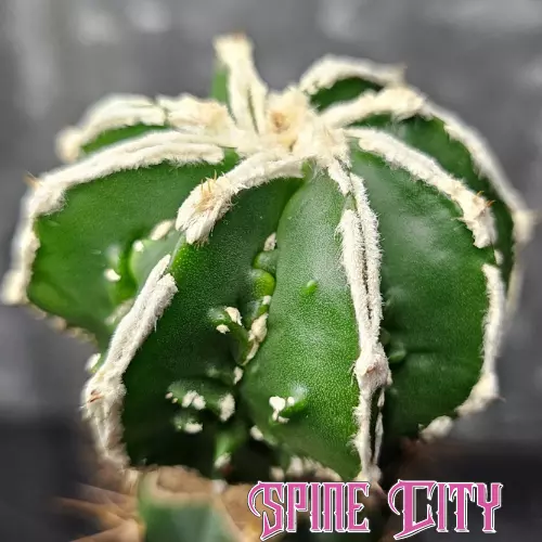Astrophytum myriostigma cv. Fukuryu Banjaku - grafted cactus