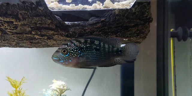 Jack Dempsey Cichlid Freshwater Aquarium Fish 6