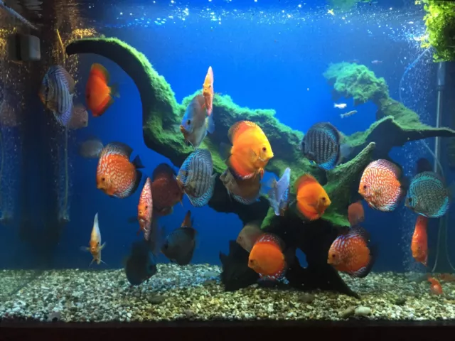 3 x  Discus fish  tropical tank fish live aquarium tank