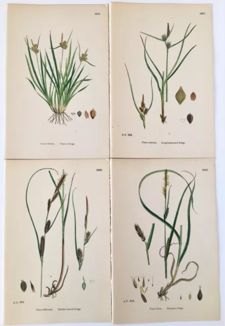 SEDGE 4 Sowerby Botanical Prints - 1880s (?) Antique Hand Colour Lithograph