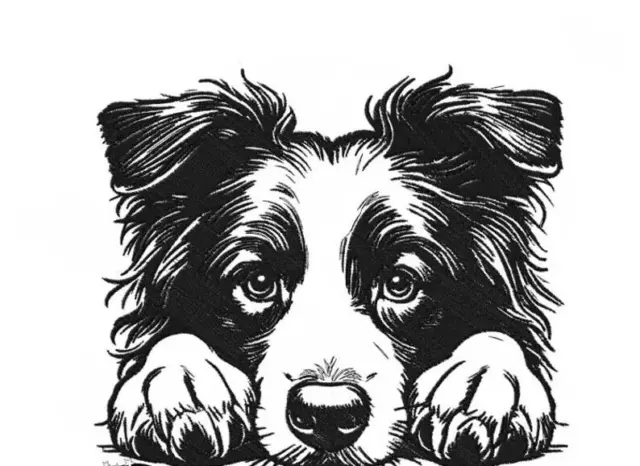 Border Collie PUPPY DOG White Cotton Dish Tea Towel EMBROIDERED Personalized