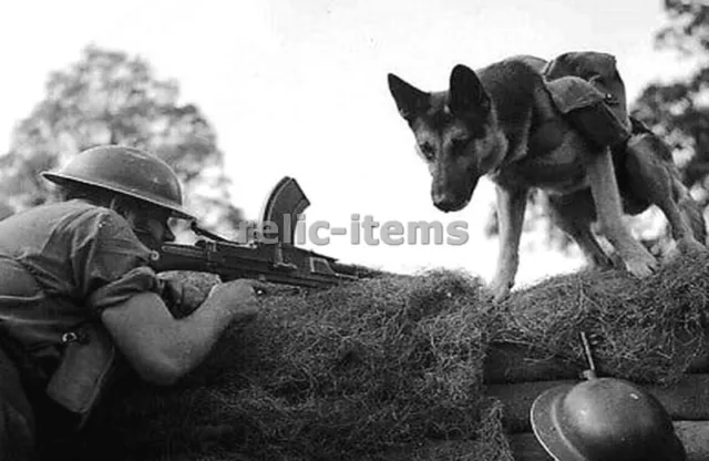 Ww2 Picture Photo Uk British Army War Dog Delivering Ammo Bren Team 6758